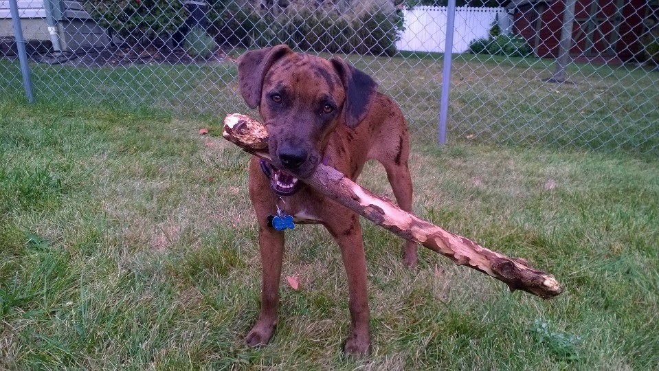 Lucy with a stick