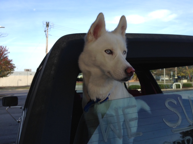 Ava loves going on Car Rides!