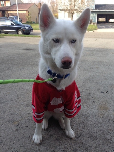 She also likes to wear jerseys!