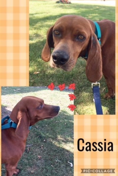 Cassia