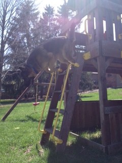 Milo showing off his "agility" skills!