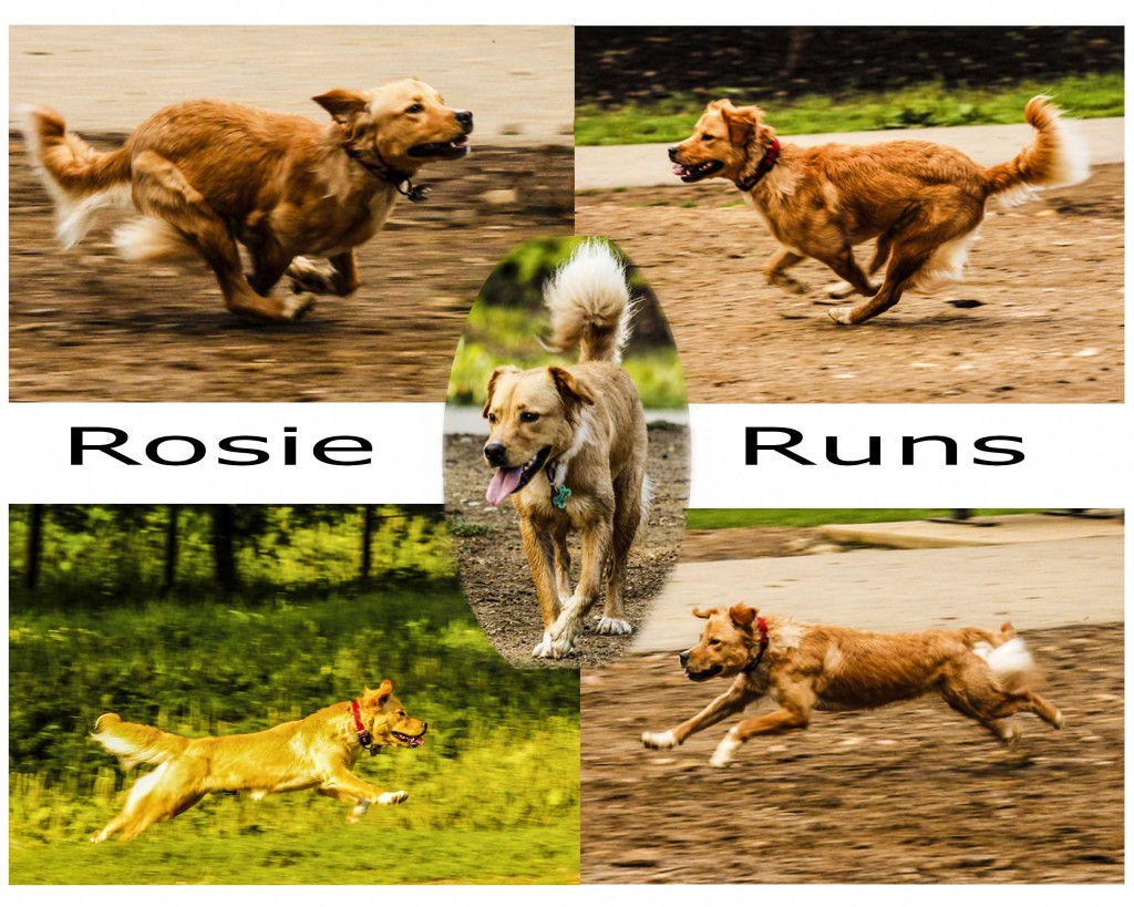 Rosie Runs