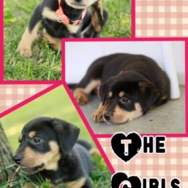 Faye’s Puppies Females