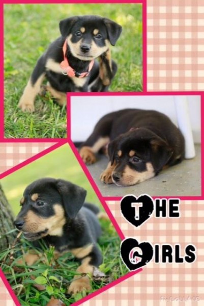 Faye’s Puppies Females